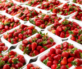 <strong>ORGANIC FOOD</strong>